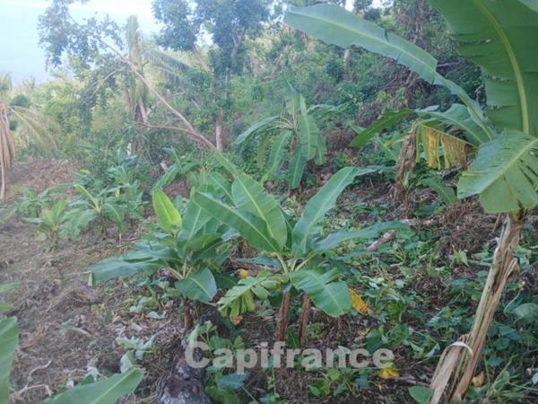 Terrain agricole à vendre Commune de SADA (976)