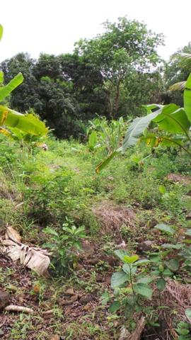 Terrain agricole à vendre Commune de SADA (976)