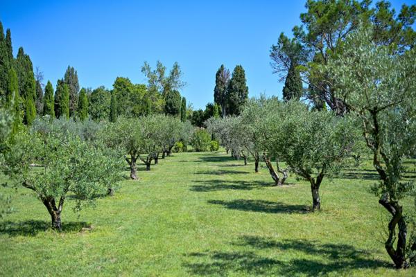 Vente Propriété de luxe Saint-Rémy-de-Provence 13 Pièces 600 m²