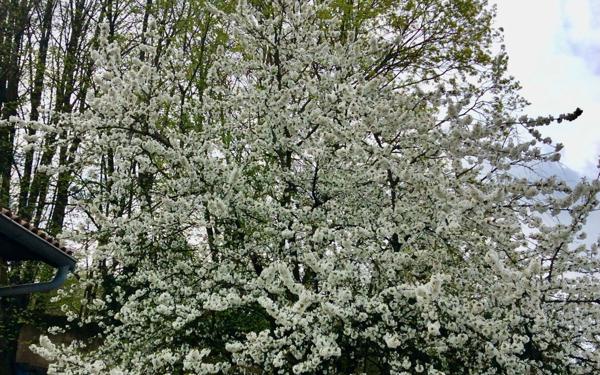 Terrain à vendre    Sainte-Foy-lès-Lyon