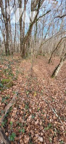 TERRAIN DE 5 hectares entièrement clôturé