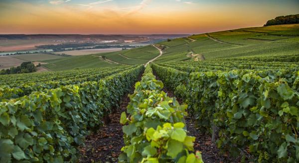 Cave à vins et spiritueux HAUTE LOIRE dans zone commerciale