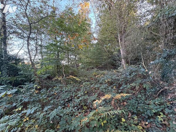 Bois à Guilliers (la Suais)