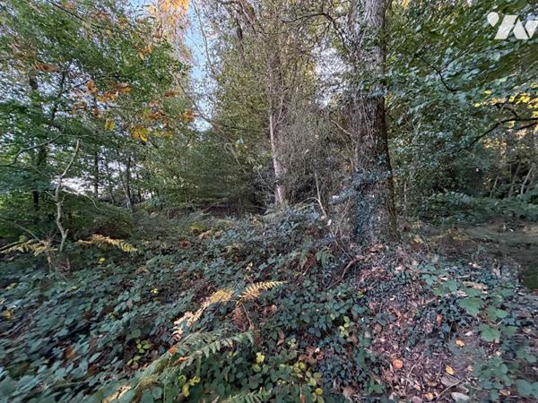 Bois à Guilliers (la Suais)
