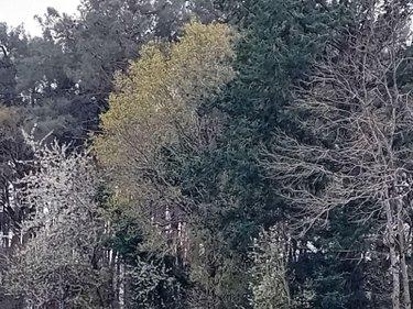 Bois à vendre à Cournon dans le Morbihan (56200), ref : 009/1356