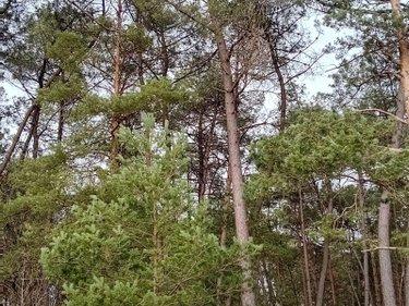 Bois à vendre à Cournon dans le Morbihan (56200), ref : 009/1356
