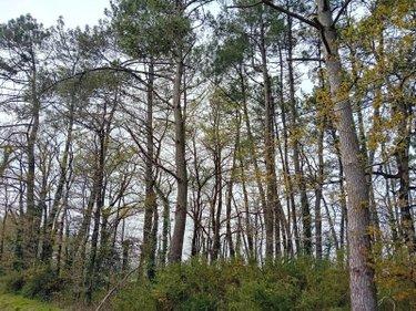 Bois à vendre à Cournon dans le Morbihan (56200), ref : 009/1356
