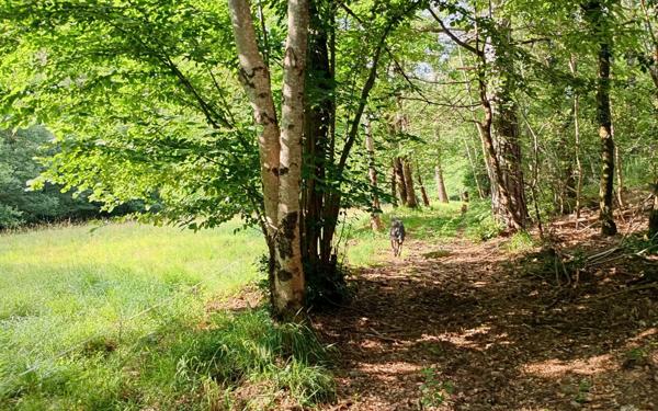 Maison à vendre    2 pièces •  Concoules