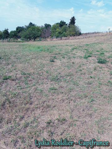 Terrain viabilisé de 2710 m2 RARE sur la commune de LIMONS (63290)