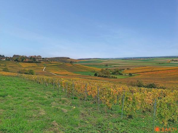 PROPRIETE AVEC VUE SUR LE VIGNOBLE CHAMPENOIS