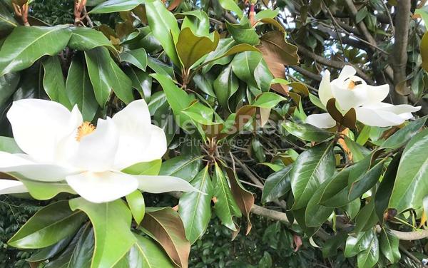 FABREGUES dans l'Hérault lumineuse et calme villa de 176 m² sur 1200m² avec grand garage et piscine