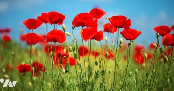 TERRAIN VIABILISE PROCHE TOUTES COMMODITES