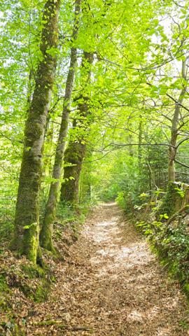 TERRAIN DE LOISIR BOISE 4078 M² - CENTRE-BOURG