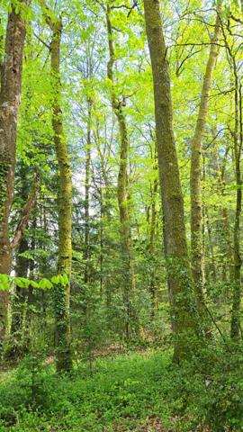 TERRAIN DE LOISIR BOISE 4078 M² - CENTRE-BOURG