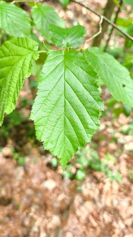 TERRAIN DE LOISIR BOISE 4078 M² - CENTRE-BOURG