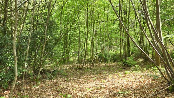 TERRAIN DE LOISIR BOISE 4078 M² - CENTRE-BOURG