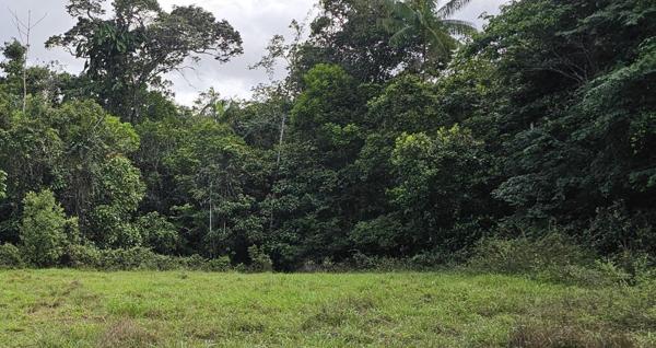 TERRAIN AGRICOLE de 1HA EN VENTE à TONNEGRANDE