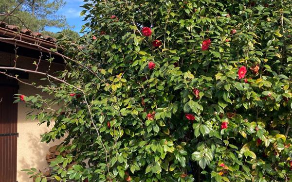 Maison à vendre    5 pièces •  Vielle-Saint-Girons