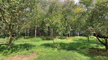 Étang à vendre à Château-Gontier-sur-Mayenne en Mayenne (53200), ref : 53034-9