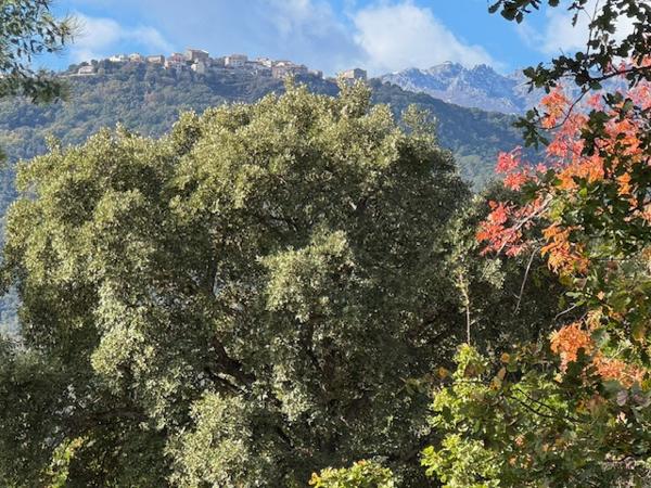 Prunelli-di-Fiumorbo (20243) Terrain constructible 1 250 m² – Prunelli di Fiumorbo – 145 000 €