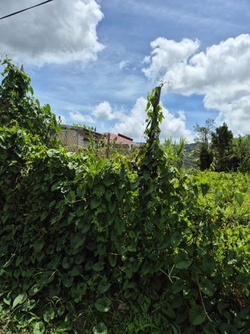 Achat terrain Le Morne-Rouge - 155 000 €