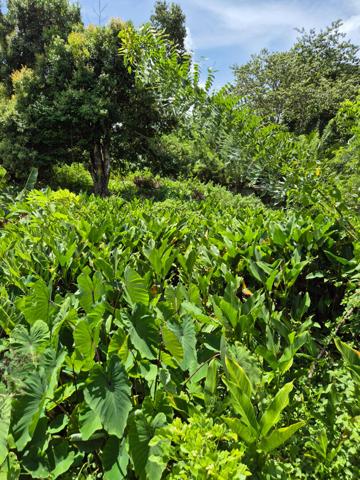 Achat terrain Le Morne-Rouge - 155 000 €