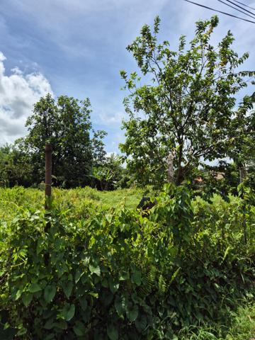 Achat terrain Le Morne-Rouge - 155 000 €