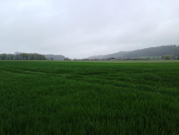 Terrain à SAINT-MARD-DE-RENO, 61400 - 19000m²