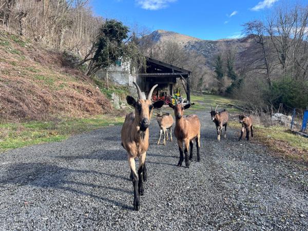 À vendre – Ensemble immobilier à fort potentiel professionnel entre Lourdes et Argelès-Gazost