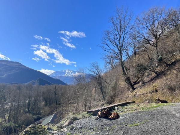 À vendre – Ensemble immobilier à fort potentiel professionnel entre Lourdes et Argelès-Gazost