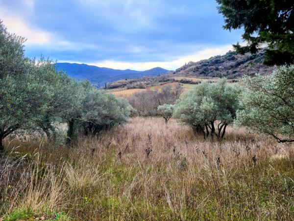 Pégairolles-de-l'Escalette (34700) Terrain Agricole avec Oliviers à Pegairolles de l’Escalette