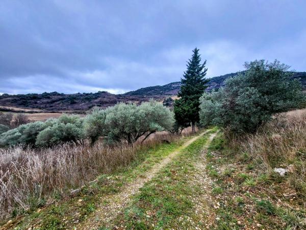 Pégairolles-de-l'Escalette (34700) Terrain Agricole avec Oliviers à Pegairolles de l’Escalette