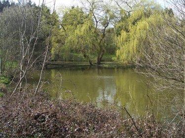 Terrain de loisirs - Bois - Etang à vendre à Nuillé-sur-Vicoin en Mayenne (53970), ref : 53032-957