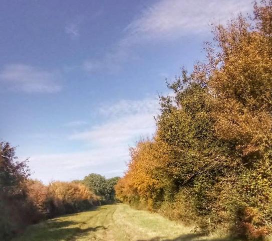 Forêt de 70 ha à 20 min de La Rochelle – Chasse, nature et patrimoine