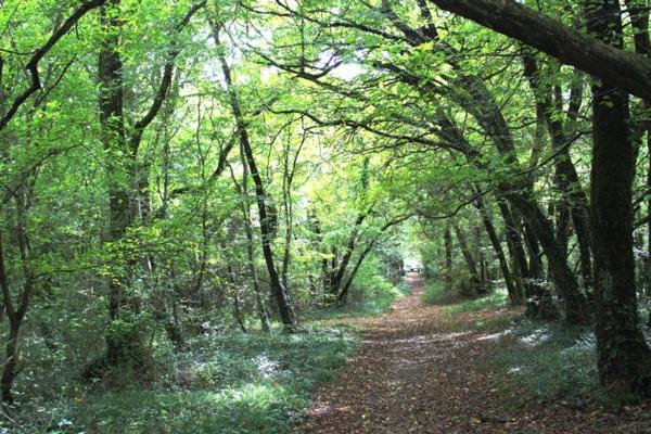 Forêt de 70 ha à 20 min de La Rochelle – Chasse, nature et patrimoine
