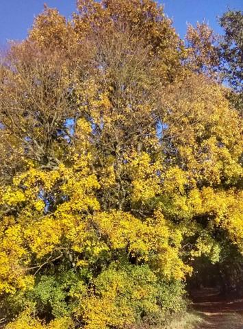 Forêt de 70 ha à 20 min de La Rochelle – Chasse, nature et patrimoine