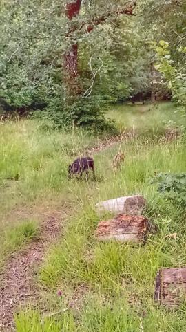 Forêt de 70 ha à 20 min de La Rochelle – Chasse, nature et patrimoine
