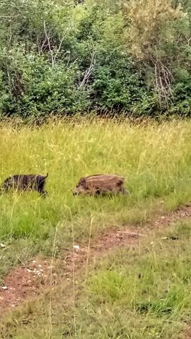 Forêt de 70 ha à 20 min de La Rochelle – Chasse, nature et patrimoine