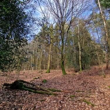 Terrain de loisirs - Bois - Etang à vendre à Rives-d'Andaine dans l'Orne (61140), ref : 12725/623