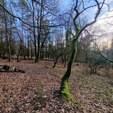 Terrain de loisirs - Bois - Etang à vendre à Rives-d'Andaine dans l'Orne (61140), ref : 12725/623