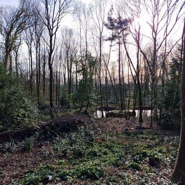 Terrain de loisirs - Bois - Etang à vendre à Rives-d'Andaine dans l'Orne (61140), ref : 12725/623