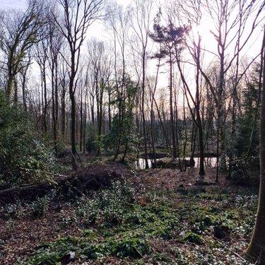 Terrain de loisirs - Bois - Etang à vendre à Rives-d'Andaine dans l'Orne (61140), ref : 12725/623