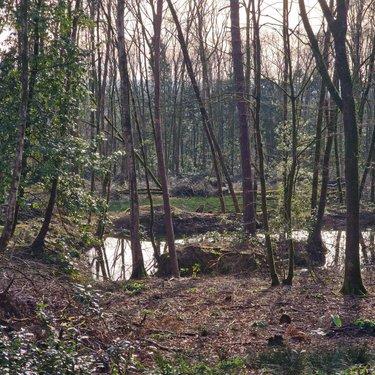 Terrain de loisirs - Bois - Etang à vendre à Rives-d'Andaine dans l'Orne (61140), ref : 12725/623