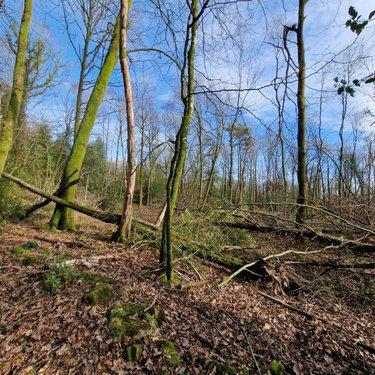 Terrain de loisirs - Bois - Etang à vendre à Rives-d'Andaine dans l'Orne (61140), ref : 12725/623