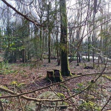 Terrain de loisirs - Bois - Etang à vendre à Rives-d'Andaine dans l'Orne (61140), ref : 12725/623