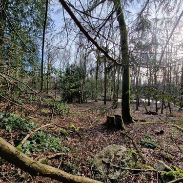 Terrain de loisirs - Bois - Etang à vendre à Rives-d'Andaine dans l'Orne (61140), ref : 12725/623