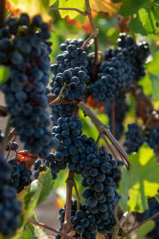 A vendre - Un domaine d'exception - Aux portes du Luberon