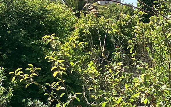 Maison à vendre    4 pièces • 89,36 m2 Saint-Martin-de-Ré