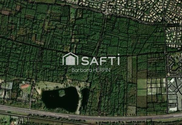 Forêt Classée à GUJAN-MESTRAS