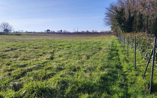 Terrain à vendre    Pons